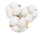 Cotton Trading Icon
